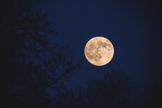 full moon in a dark blue sky at night against a background of trees in out of focus