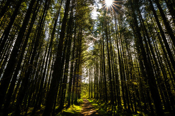 Fototapeta na wymiar Wide angle shot of trees in Irish forest