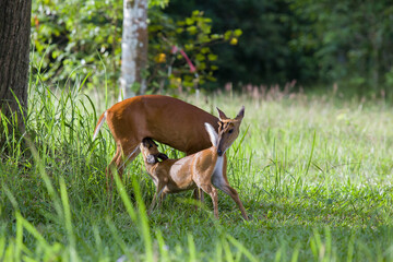 Barking deer family (Muntiacus muntjak) in Khao Yai national park, Thailand