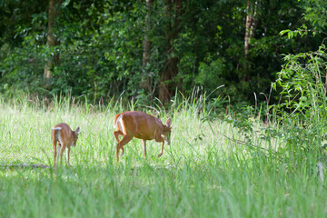 Barking deer family (Muntiacus muntjak) in Khao Yai national park, Thailand