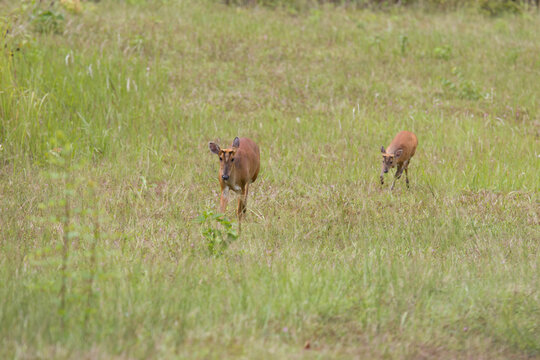 Barking deer family (Muntiacus muntjak) in Khao Yai national park, Thailand