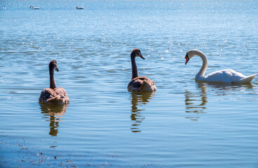 A white mute swan with orange and black beak and young brown coloured offspring with pink beak swimming in a lake with blue water on a sunny day.