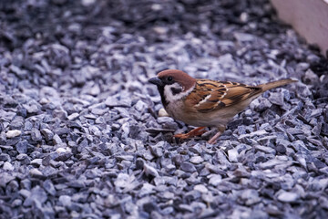 sparrow on the ground