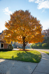 The perfect autumn tree changing color before it loses its leaves in my yard