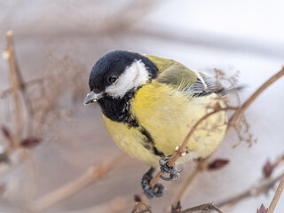 Cute bird Great tit, songbird sitting on a branch without leaves in the autumn or winter.