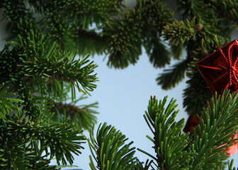 gift on the background of fir branches