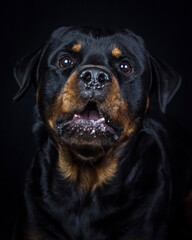 black dog portrait