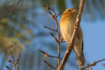 Female Asian Golden Weaver (Ploceus hypoxanthus) perching on branch against the blue sky.