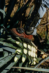 Jima de agave azul con coa para producción de tequila