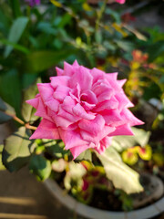 Rose flower in a plant