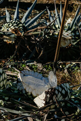Jima de agave azul con coa para producción de tequila