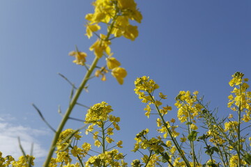 菜の花