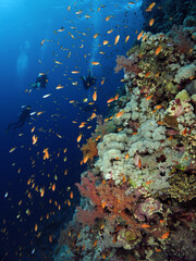 Fototapeta na wymiar Scuba divers on a Red Sea coral reef wall