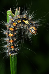 a fluffy caterpillar with a yellow stripe on its back crawls on a blade of grass close up