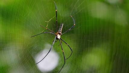 spider on a web