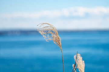 青い海と空が背景のススキ
