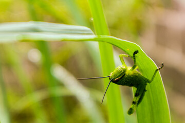 This is Grasshoper. Grasshoppers are now very rare