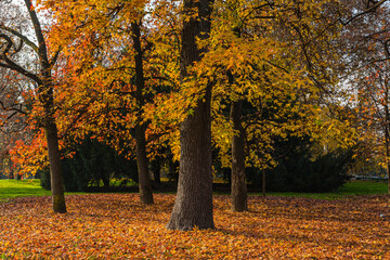イタリア　秋になり紅葉したミラノのセンピオーネ公園