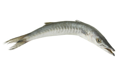 Barracuda fish isolated on white background