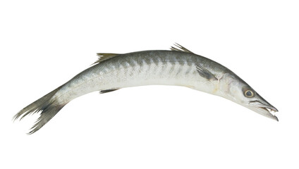 Barracuda fish isolated on white background