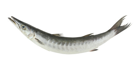 Fresh barracuda fish isolated on white background
