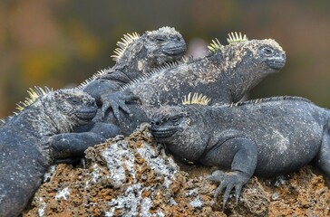 lizard on the rock