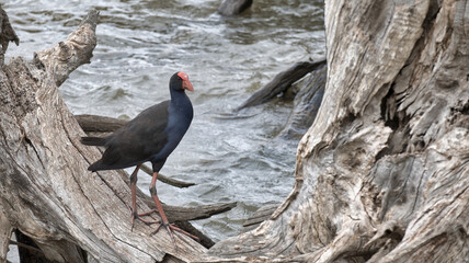 Purple Swamphen Standing on a Dead Tree