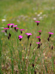 Kartäuser Nelken auf der Wiese