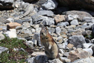 chipmunk on the rocks