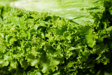 Pile of harvested lettuce in a basket. Closeup of lettuce. Fresh organic green batavia lettuce background. Selective focus. Lettuce for making a salad. fresh vegetables ready to be sold to the market.