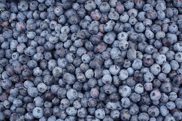 fresh picked blueberry with green leaves