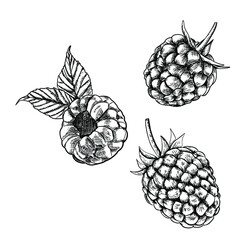 Raspberry isolated berry engraved sketch on white background. Summer berry engraved illustration style.  Hand-drawn food. Great for label, poster, print