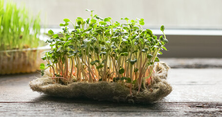 Radish  sprouting Microgreens. Seed Germination at home. Vegan and healthy eating concept. Green living concept. Organic food.
