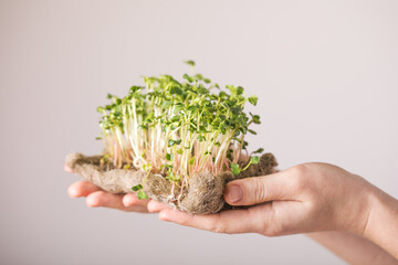 Microgreen radish sprouts in female hands. Raw sprouts, micro greens, seed germination at home. Vegan and healthy eating concept.