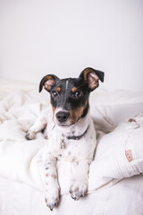 A small white dog puppy breed Jack Russel Terrier with beautiful eyes lays on white blanket