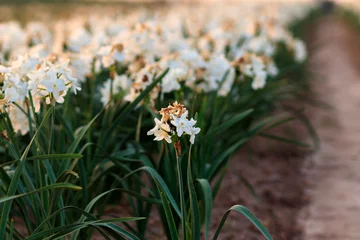 Foto op Canvas White daffodil flowers in the field, blurred background © yosefhay