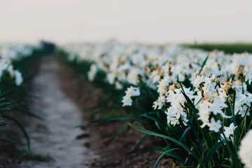 Rolgordijnen White daffodil flowers in the field, blurred background © yosefhay