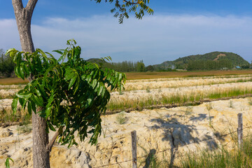 Obraz premium trees in the vineyard