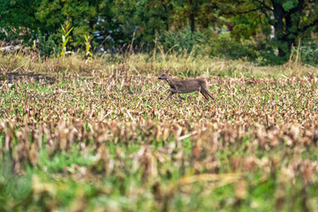 A deer in a freshly cut corn field with forest in the background. In side view