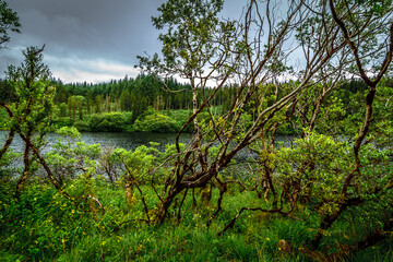 Fototapeta na wymiar Green Irish forest, deep lake and stormy sky
