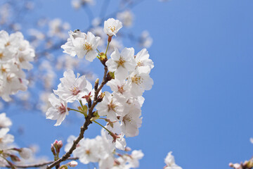 国分城山公園　青空を背景に桜
