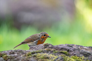 Close up portrait of an European robin on a wood trunk in a forest during summer