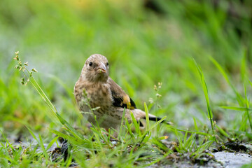 Close-up of a finch running in the grass. A pool of water in the green grass. Detailed in the bird