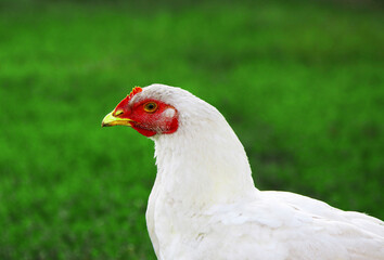 Head of white hen close-up on green grass in the village. Natural village photo. Easter photo.