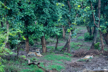 Two bengal tigers or a mating pair with radio collared in naural green trees background after reintroducing tiger under project tiger program at sariska national park or forest rajasthan india