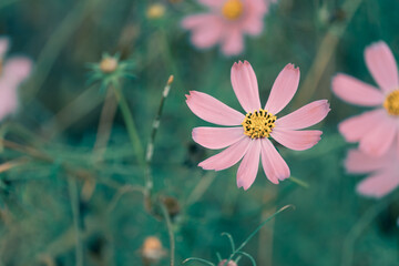 colorful cosmos flower field soft focus for backdrop or background or wallpaper - 404735469