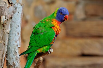 Nectar sucking parrot (Loriini) at Hsinchu Wildlife Park, Taiwan.