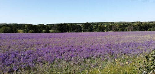 Люцерна, цветы, поле, пейзаж, лето