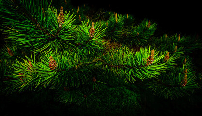 Fototapeta na wymiar A pine branch in a dark Irish forest 