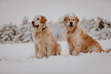 Golden retriever